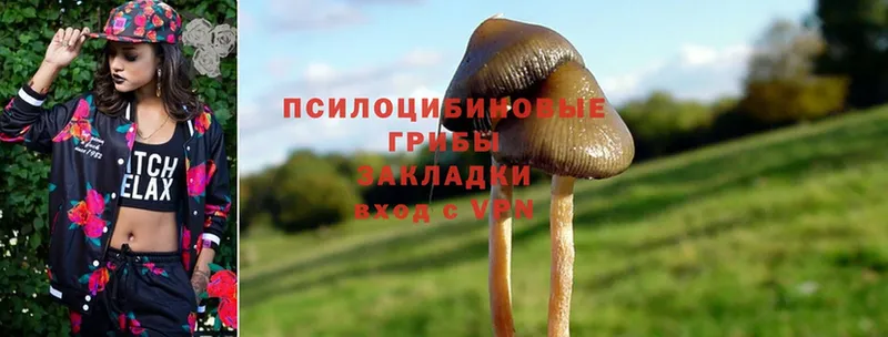 Псилоцибиновые грибы Psilocybine cubensis  Боровск 